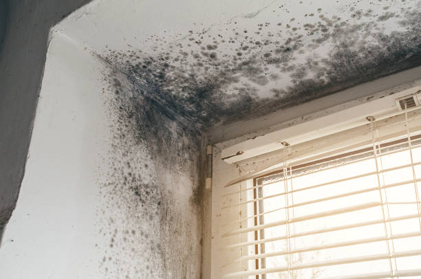 Affordable Basement Mold Removal solutions in Port Republic, NJ